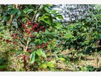 Terreno en venta en Cofradia de Suchitlan, Comala, Colima