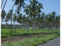 Terreno en venta en Tecoman Centro, Tecomán, Colima