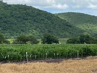 Terreno en venta en San Miguel Cuyutlan, Tlajomulco de Zúñiga, Jalisco