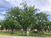Terreno en venta en Las Trojes, Torreón, Coahuila de Zaragoza
