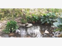 Finca-Rancho en venta en Sesecapan, Santiago Tuxtla, Veracruz de Ignacio de la Llave