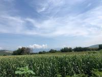 Terreno en venta en La Nopalera, Yautepec, Morelos
