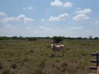 Finca-Rancho en venta en Fernando López Arias, Cosamaloapan de Carpio, Veracruz de Ignacio de la Llave