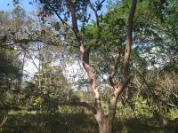 Terreno en venta en Suchitlan, Comala, Colima