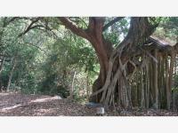 Terreno en venta en Chiapa, Cuauhtémoc, Colima Terreno en venta en Chiapa, Cuauhtémoc, Colima