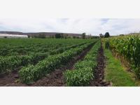 Terreno en venta en San Clemente, Pedro Escobedo, Querétaro