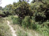 Terreno en venta en Poza Verde, Papantla, Veracruz de Ignacio de la Llave