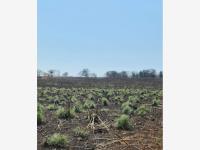 Terreno en venta en Cuauhtemoc, Cuauhtémoc, Colima