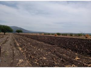 Terreno en renta en El Órgano, San Ciro de Acosta, San Luis Potosí