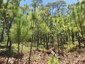 Terreno en venta en Mascota, Mascota, Jalisco