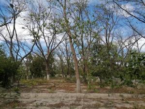Terreno en venta en Parras de la Fuente Centro, Parras, Coahuila de Zaragoza