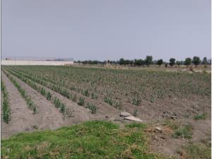 Terreno en venta en San Miguel Totocuitlapilco, Metepec, México
