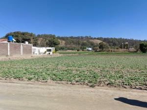 Terreno en renta en Zerezotla, San Pedro Cholula, Puebla