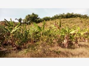 Terreno en venta en Rancho Playa, Papantla, Veracruz de Ignacio de la Llave