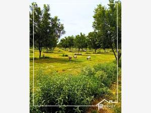 Terreno en venta en La Loma, Lerdo, Durango