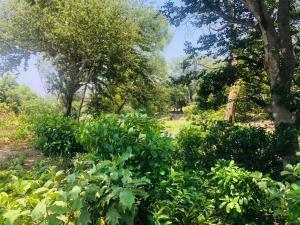 Terreno en venta en La Bocana (Dos Bocas), Medellín de Bravo, Veracruz de Ignacio de la Llave