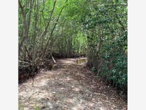 Terreno en venta en Cozumel (Internacional de Cozumel), Cozumel, Quintana Roo