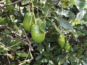 Terreno en venta en Tzitzio, Tzitzio, Michoacán de Ocampo