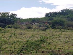 Terreno en venta en San Jose Navajas, El Marqués, Querétaro