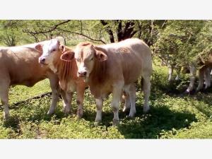 Finca-Rancho en venta en San José de Cloete, Sabinas, Coahuila de Zaragoza