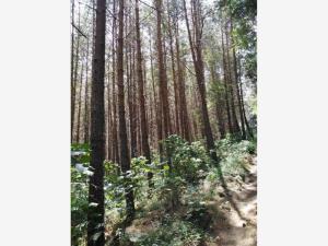 Terreno en venta en Cerro Gordo, Omitlán de Juárez, Hidalgo