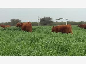 Finca-Rancho en venta en Bicentenario, General Terán, Nuevo León