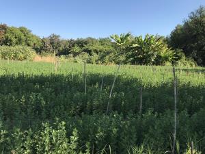 Terreno en venta en Tetecala, Tetecala, Morelos