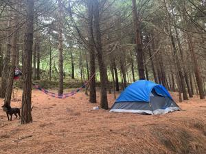 Gran Terreno Campestre en Mineral del Monte – 16 Ha con Excelente Ubicación