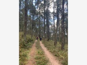 Terreno Campestre en Mineral del Monte – 2 Ha en Ubicación Privilegiada