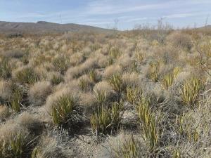 Terreno en venta en Mapimí, Mapimí, Durango