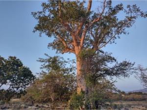Terreno en venta en Chiconcuac, Xochitepec, Morelos