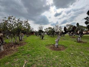 Terreno en venta en Concepción Jolalpan Centro, Tepetlaoxtoc, México