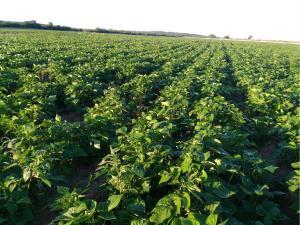 Terreno en venta en El Carrizal, Culiacán, Sinaloa