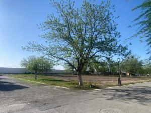 Terreno en venta en San Armando, Torreón, Coahuila de Zaragoza