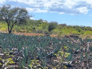 Finca-Rancho en venta en Zacapala, Zacapala, Puebla