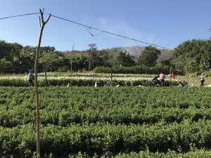 Terreno en venta en Tetecala, Tetecala, Morelos