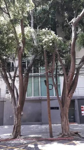 Departamento en venta en Hipódromo Condesa, Cuauhtémoc, Ciudad de México