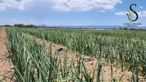 Terreno en venta en 1 de Mayo, Monclova, Coahuila de Zaragoza