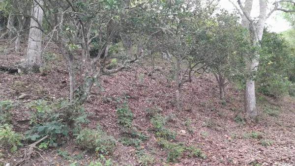 Terreno en venta en Unión y Progreso, Papantla, Veracruz de Ignacio de la Llave