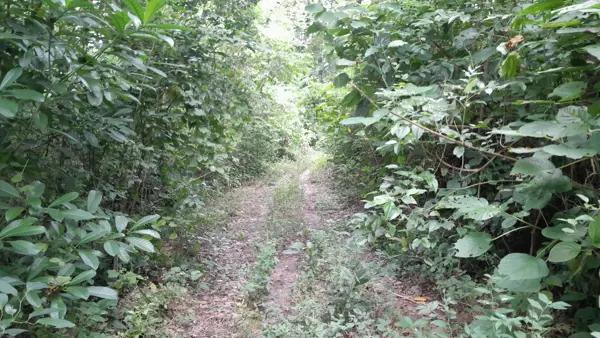 Terreno en venta en La Grandeza, Papantla, Veracruz de Ignacio de la Llave