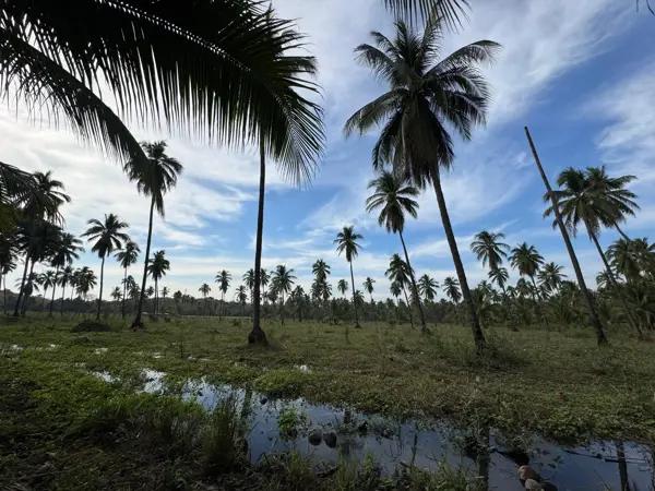 Terreno en venta en Petacalco, La Unión de Isidoro Montes de Oca, Guerrero