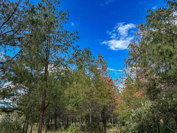 Terreno en venta en Chignahuapan, Chignahuapan, Puebla