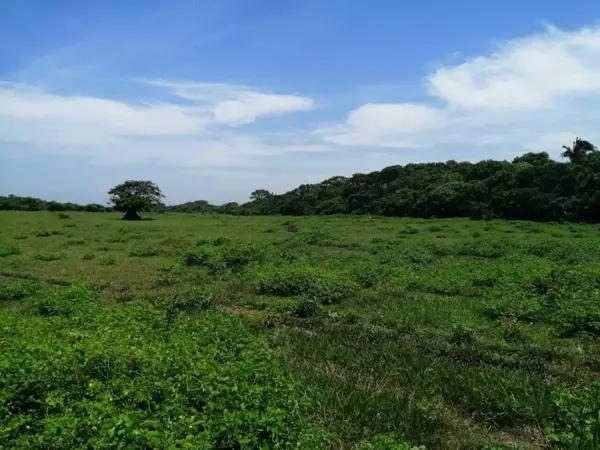 Terreno en venta en Anton Lizardo, Alvarado, Veracruz de Ignacio de la Llave