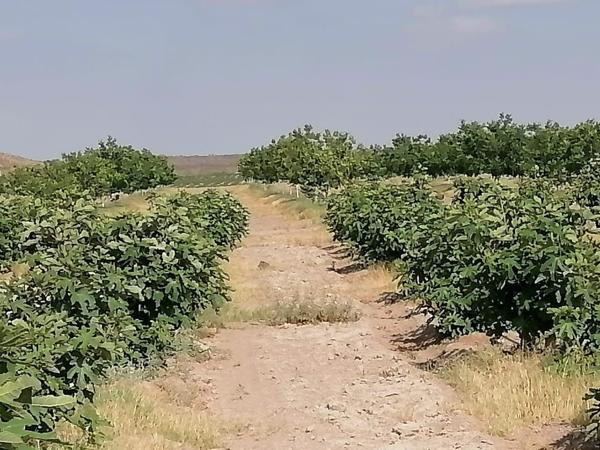 Finca-Rancho en venta en Santa Cecilia (La Cecilia), Parras, Coahuila de Zaragoza Finca-Rancho en venta en Santa Cecilia (La Cecilia), Parras, Coahuila de Zaragoza