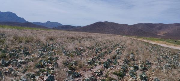 Terreno en venta en Seis de Enero, Lerdo, Durango