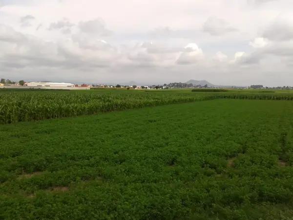 Terreno en Venta en Chipilo de Francisco Javier Mina, San Gregorio Atzompa, Puebla