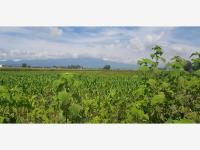 Terreno en venta en Santa Maria Moyotzingo, San Martín Texmelucan, Puebla