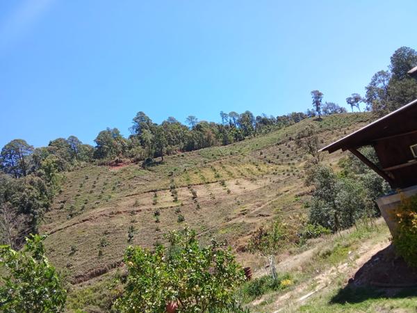 Terreno Comercial en Venta en Tzitzio, Michoacán - Huerta de Aguacate a pie de carretera