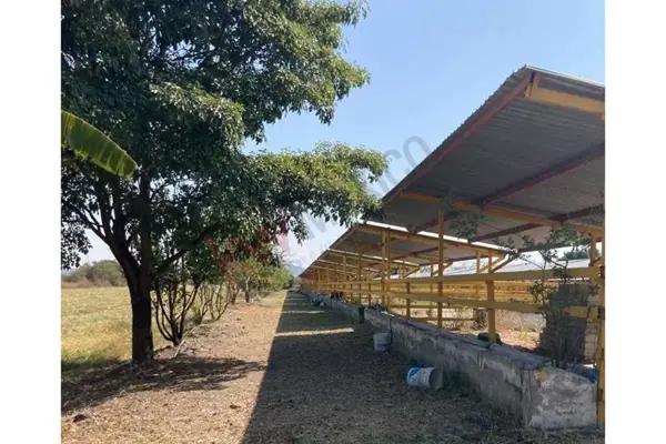 VENTA de Increíble RANCHO al mejor precio en Tetecala, Morelos,ideal para INVERSIONISTAS Y GANADEROS