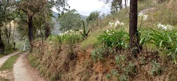 Terreno en Omitlán de Juárez – 1,200 m² con árboles frutales y servicios